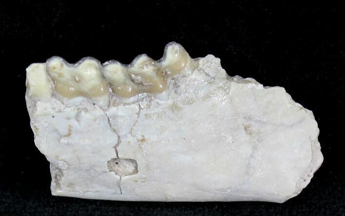 Oligocene Ruminant (Leptomeryx) Jaw Section #21125